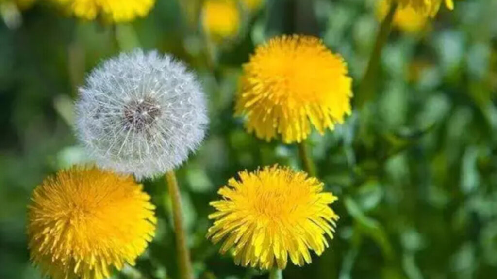 Karahindiba nedir, faydaları nelerdir? İşte karahindibanın hiç duymadığınız faydaları..