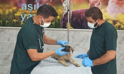 Mardin'de yavru köpeğe demir çubukla eziyet eden zanlı adli kontrolle salıverildi