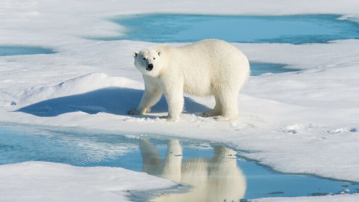 Duyunca inanamayacağınız bazı bilgiler! Kutup ayısı ciğeri yerseniz bakın ne olur..