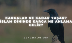 Kargalar ne kadar yaşar? İslam dininde karga ne anlama gelir?